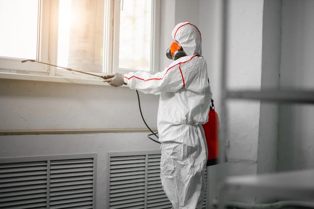 Professional mold remediation services in Pine Island, MN